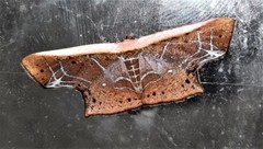 Tessarotis rubrata