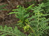 Cape Bracken Gall Mite - Photo (c) Jeremy Gilmore, some rights reserved (CC BY), uploaded by Jeremy Gilmore