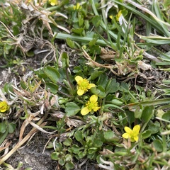 Ranunculus cheirophyllus