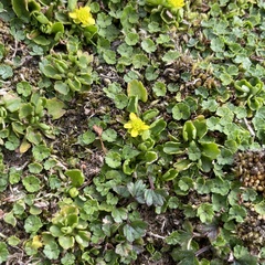 Ranunculus cheirophyllus