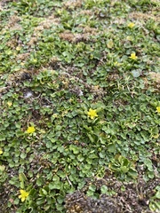 Ranunculus cheirophyllus