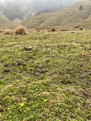 Ranunculus cheirophyllus