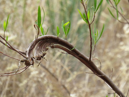 Dodonaea viscosa