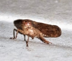 Tartessini