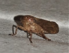 Tartessini