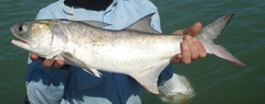 Fourfinger Threadfin photo 1