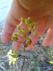 Biscutella valentina