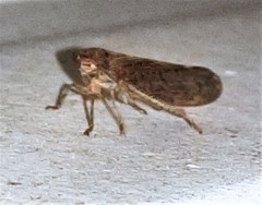 Tartessini