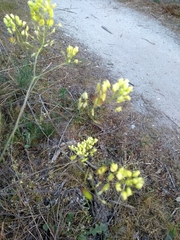 Biscutella valentina