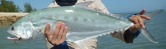 Scomberoides commersonnianus