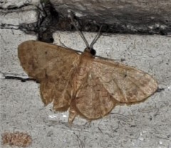Idaea pilosata