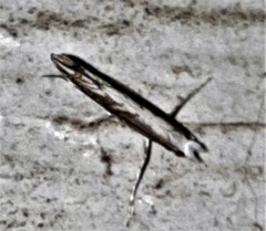 Epicephala australis