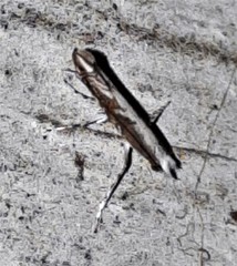 Epicephala australis