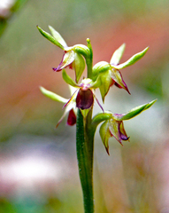 Genoplesium ciliatum