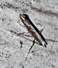 Epicephala australis