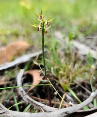 Genoplesium ciliatum