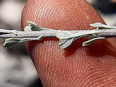 Pentzia dentata