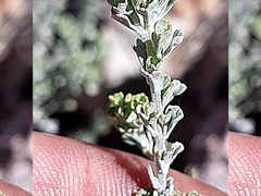 Pentzia dentata