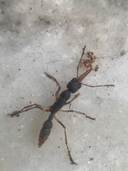 Harpegnathos venator