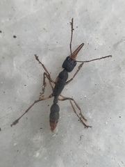 Harpegnathos venator