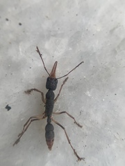 Harpegnathos venator