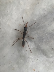 Harpegnathos venator