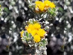 Pentzia dentata