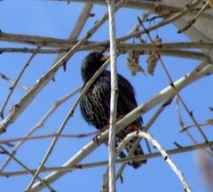 Sturnus vulgaris