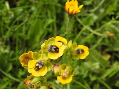 Ophrys lutea lutea