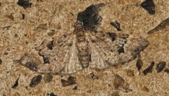 Mnesiloba eupitheciata