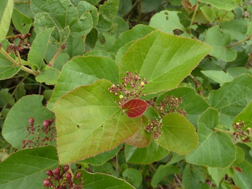 Cissus doeringii image