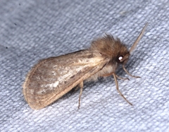 Fraus griseomaculata