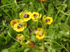 Ophrys lutea lutea