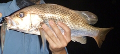 Lutjanus johnii
