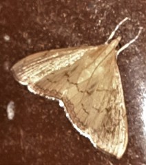Hyalobathra crenulata