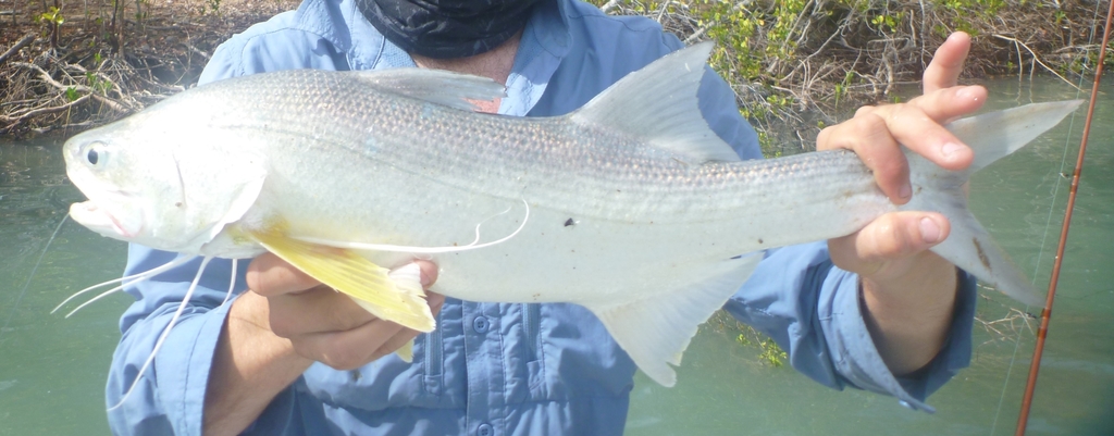 Burnett Salmon