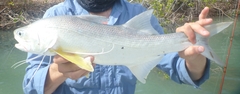 Polydactylus macrochir