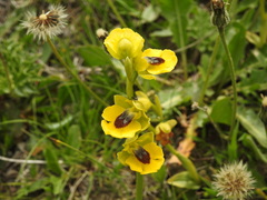 Ophrys lutea lutea