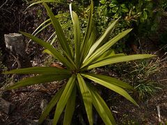 Cordyline indivisa