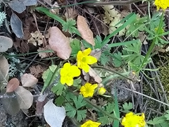 Ranunculus ollissiponensis
