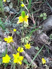 Ranunculus ollissiponensis