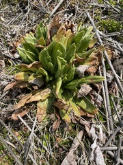 Primula miyabeana