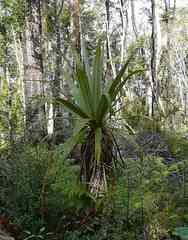 Cordyline indivisa