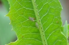 Acyrthosiphon lactucae