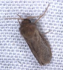 Fraus griseomaculata