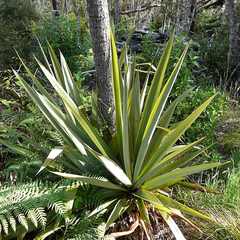 Cordyline indivisa