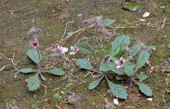 Rehmannia glutinosa
