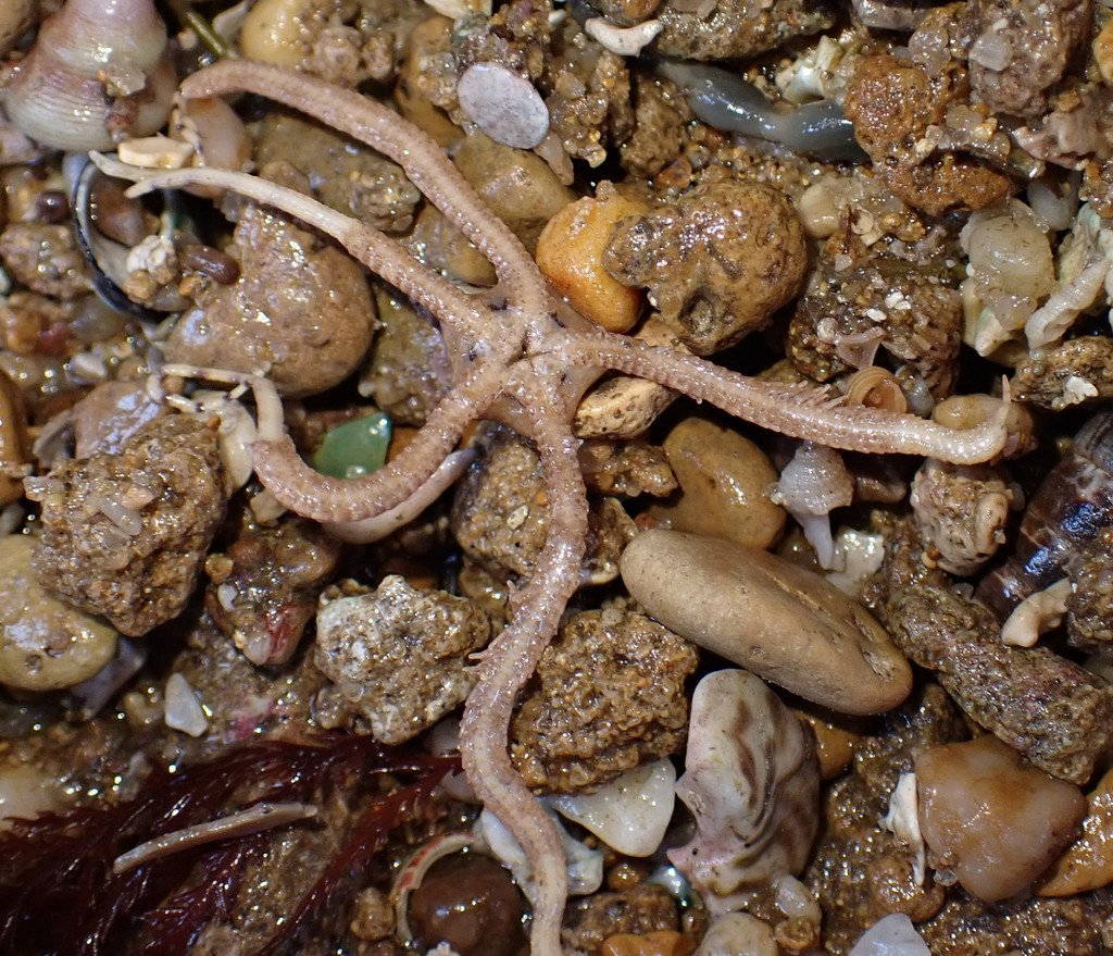 Ophionereis schayeri