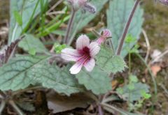 Rehmannia glutinosa