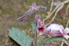 Rehmannia glutinosa